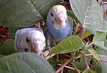 �|�C���Z�`�A�ƃ����Ƃ���