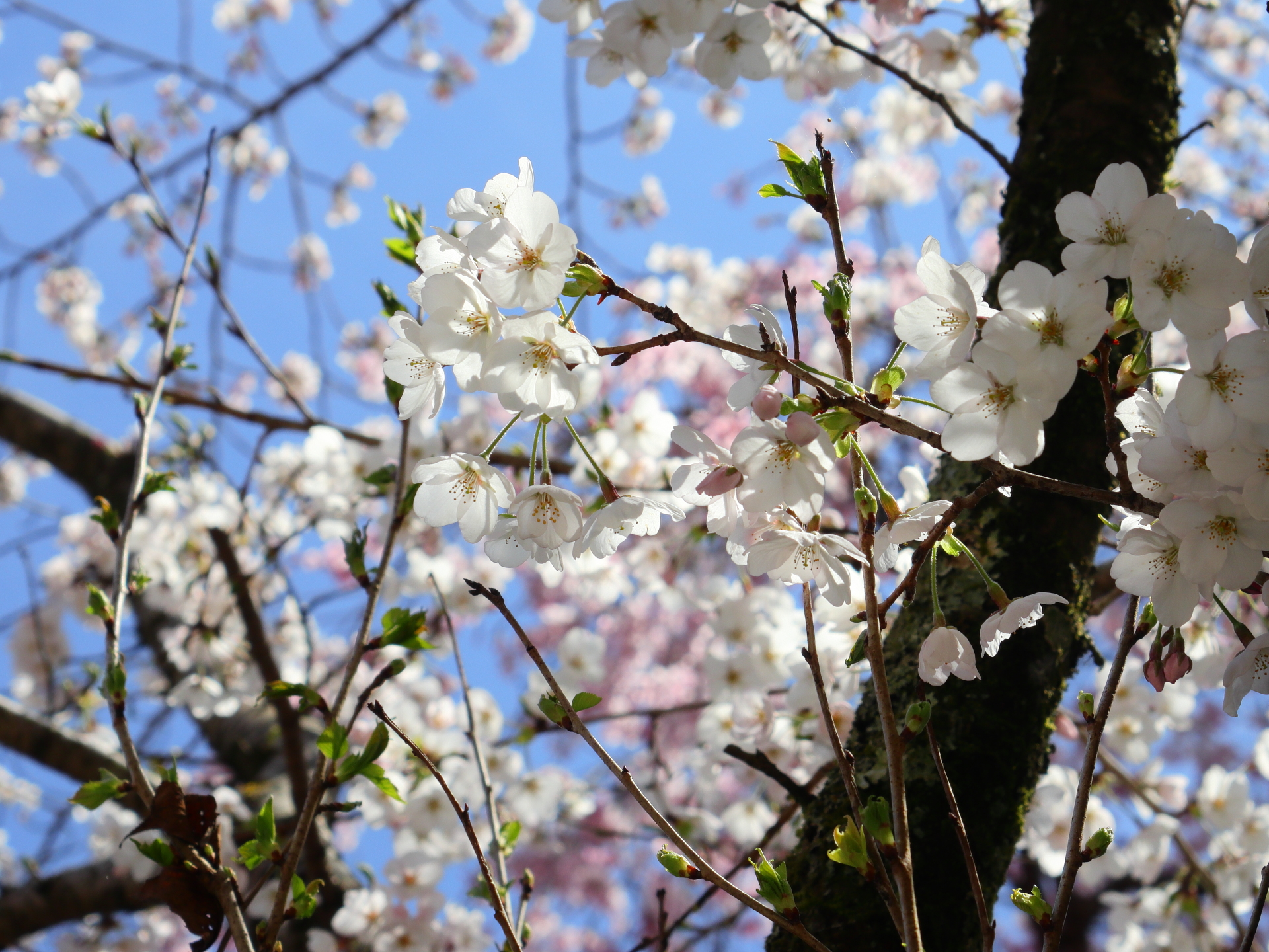 Cherry blossoms in full bloom at Hasedera shrine in Nara