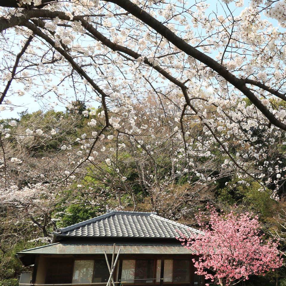 yokohama-sakura