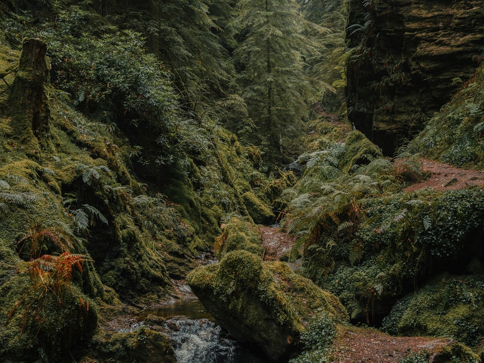 Deep moss-covered woodland in Scotland